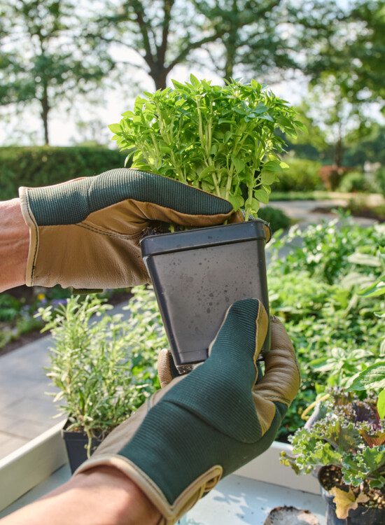 close-up of hands holding a plant from the senior community garden